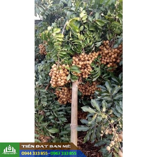 mua_giong_nhan_tieu_da_bo_o_dau Mua giống nhãn tiêu da bò ở đâu?