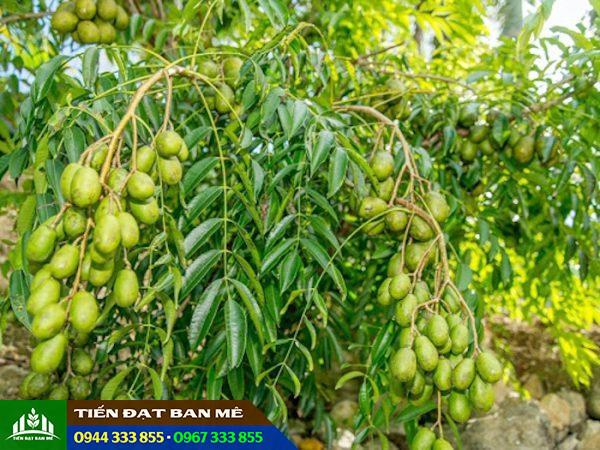 Đặc điểm và kỹ thuật trồng cây cóc Thái