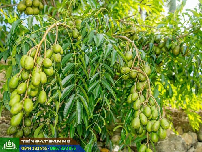 Đặc điểm và kỹ thuật trồng cây cóc Thái