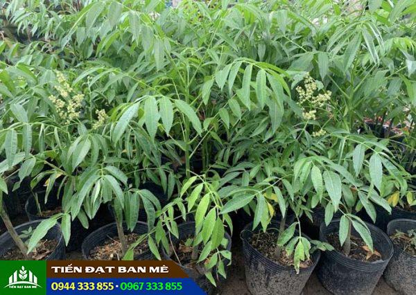 Giá bán và địa chỉ cung cấp giống cây cóc Thái