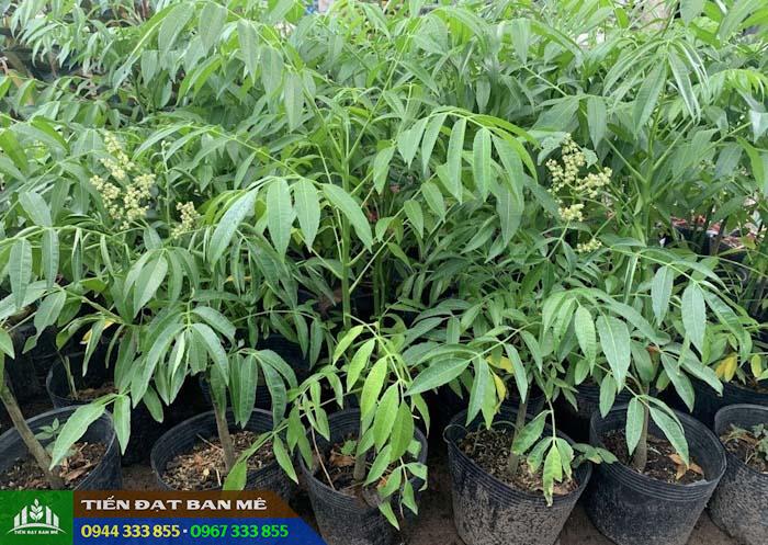 Giá bán và địa chỉ cung cấp giống cây cóc Thái
