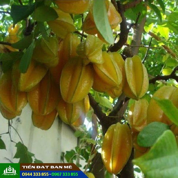 Kỹ thuật trồng và địa chỉ mua giống khế ngọt ăn trái