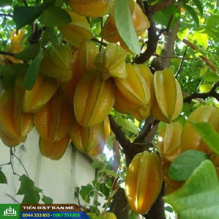 Kỹ thuật trồng và địa chỉ mua giống khế ngọt ăn trái