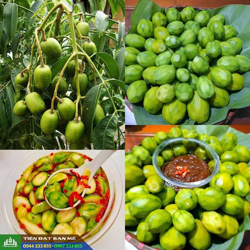 Giới thiệu giống cây cóc Thái