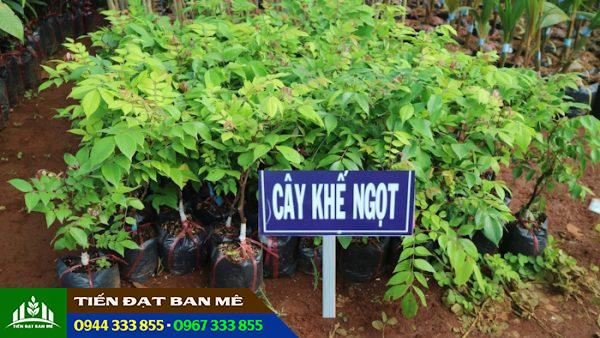 Giá bán và địa chỉ cung cấp giống cây khế ngọt