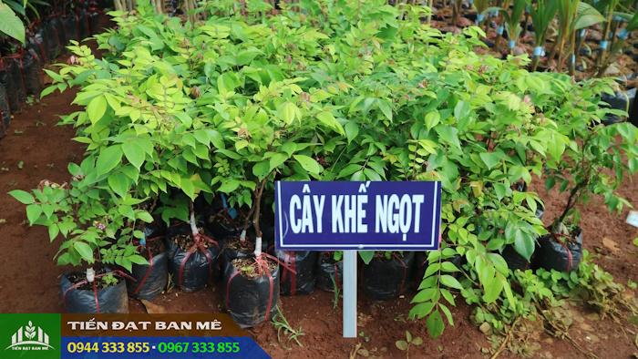 Giá bán và địa chỉ cung cấp giống cây khế ngọt