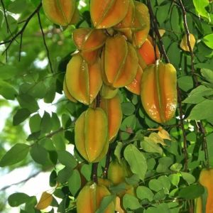 Giống khế ngọt ăn trái