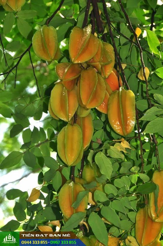 Giống khế ngọt ăn trái