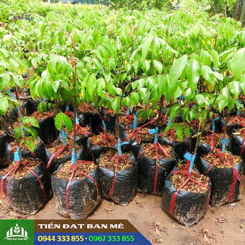 mua_cay_giong_khe_ngot_o_dau Mua cây giống khế ngọt ở đâu?