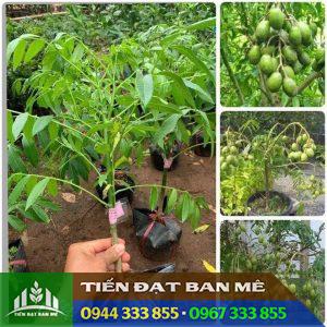 Mua cây giống cóc Thái ở đâu đảm bảo