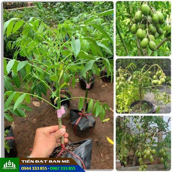 Mua cây giống cóc Thái ở đâu đảm bảo