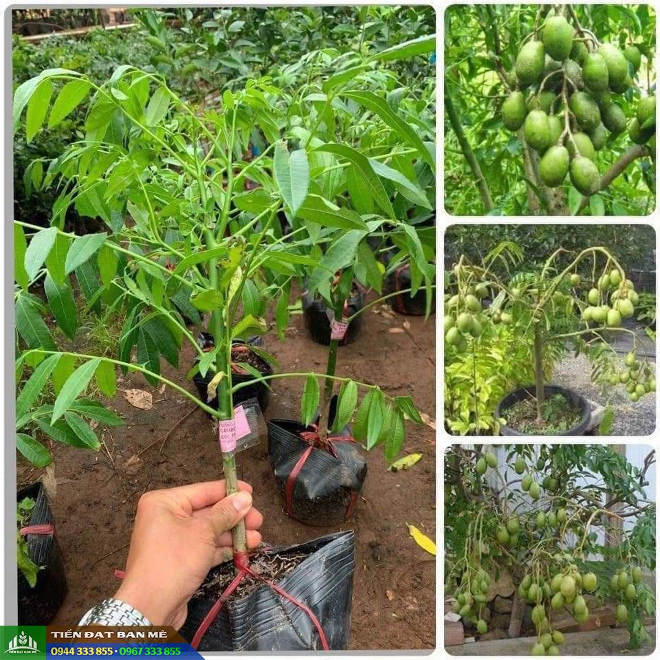 Mua cây giống cóc Thái ở đâu đảm bảo